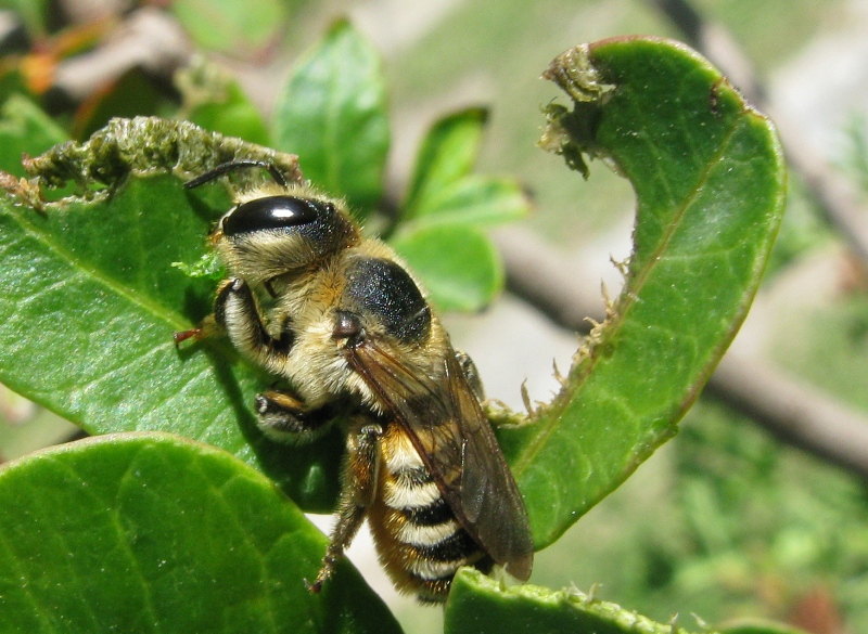 Roditore accanito:... Megachile sp. (Apidae Megachilinae)